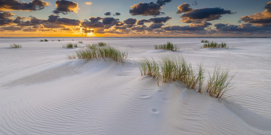 Jonge duinen op Texel
